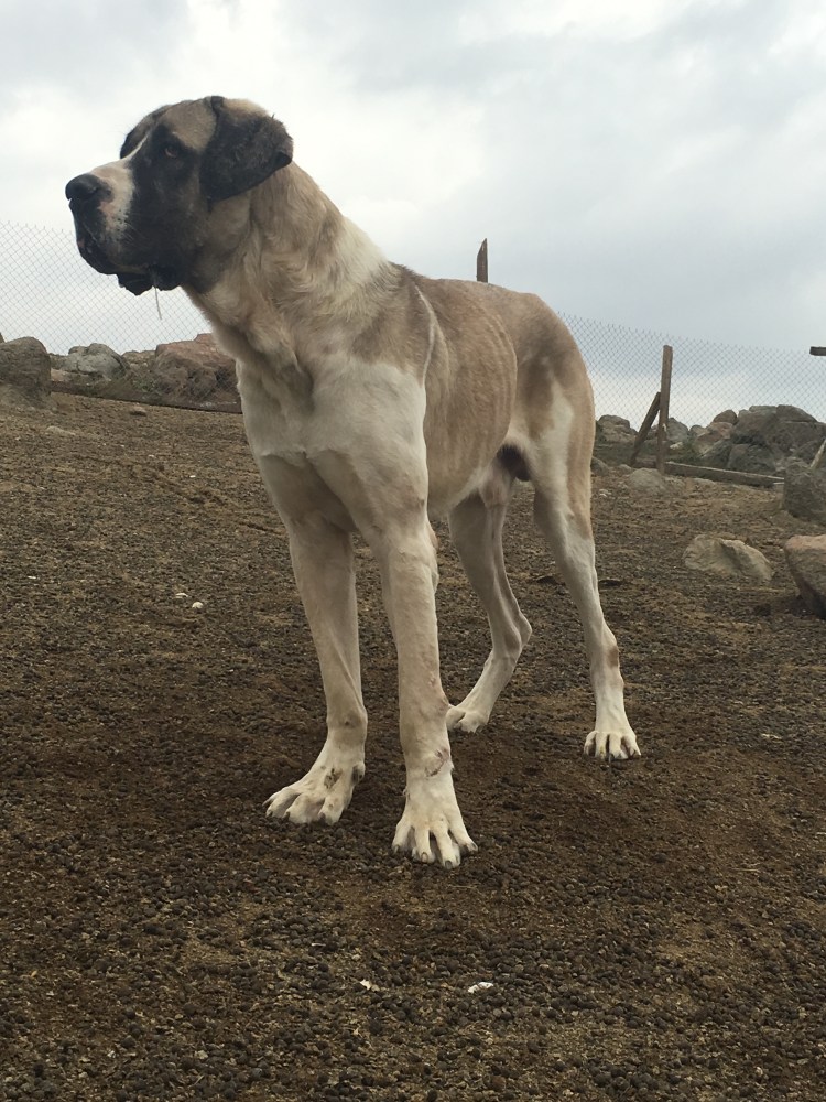 Малакли собака