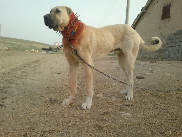 Aksaray Dog