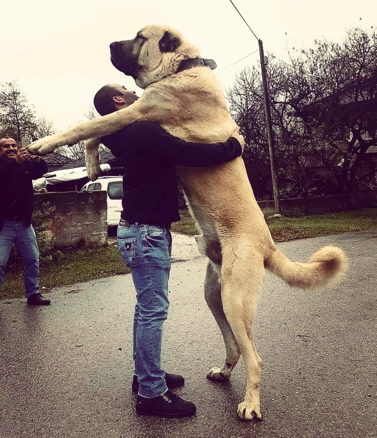 Кангал собака