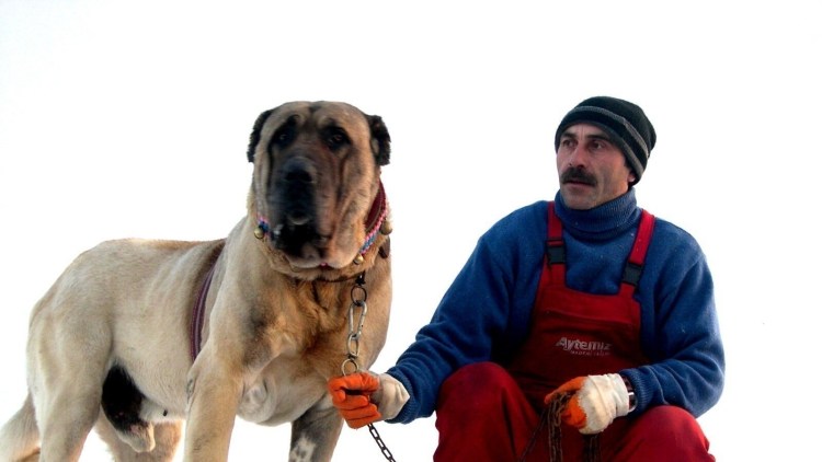 Турецкая овчарка кангал