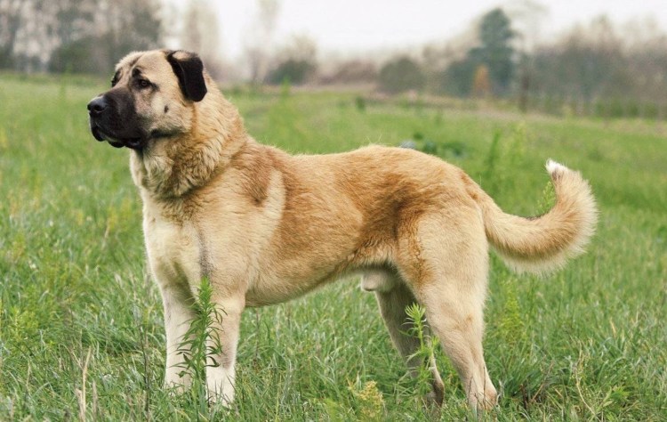 Турецкий алабай кангал