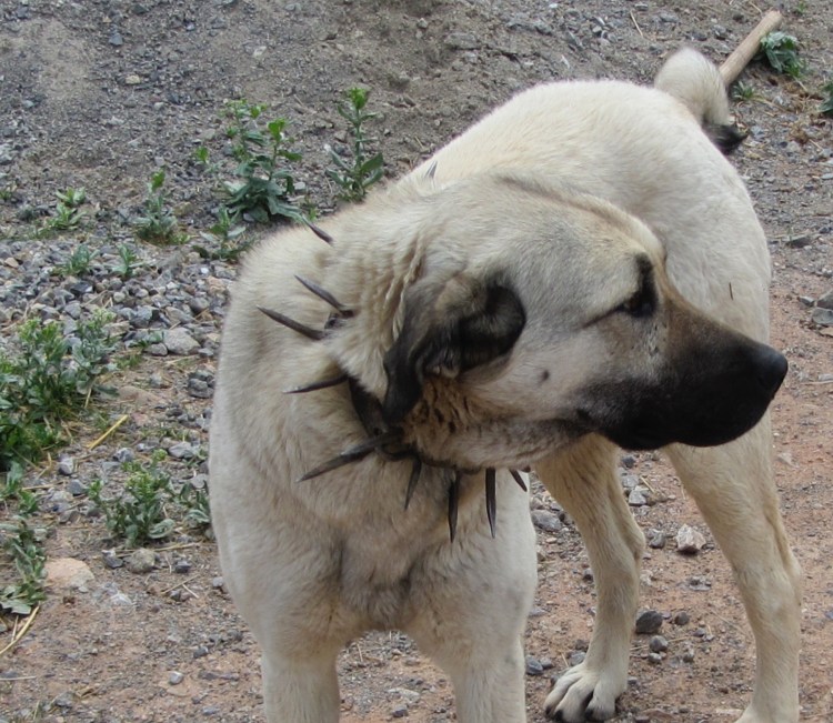 Поселок Аксарайский Астраханская область