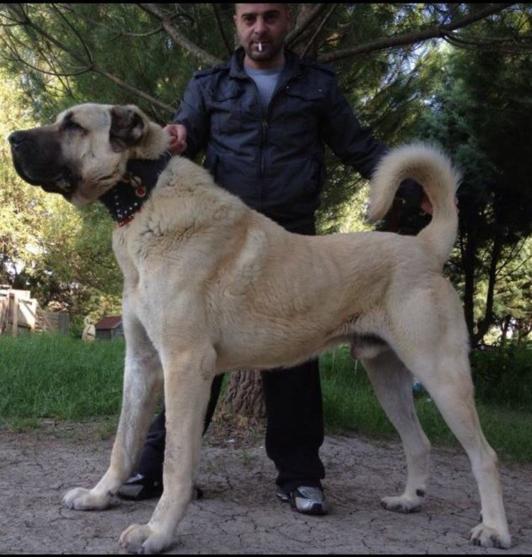 Черный кангал