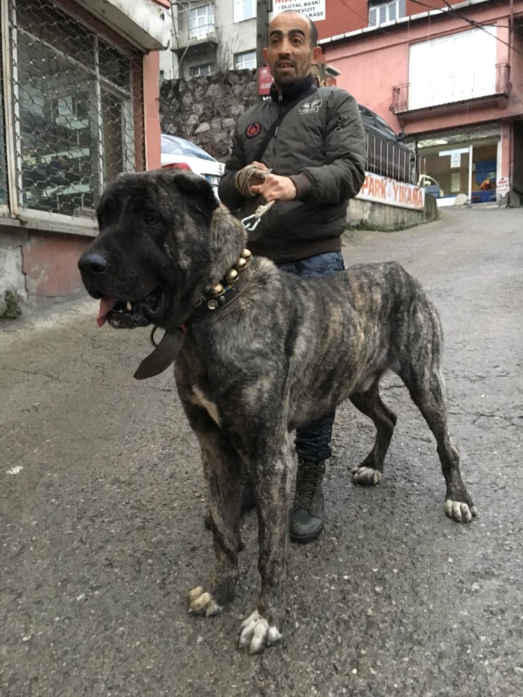 Кангал Малакли боз