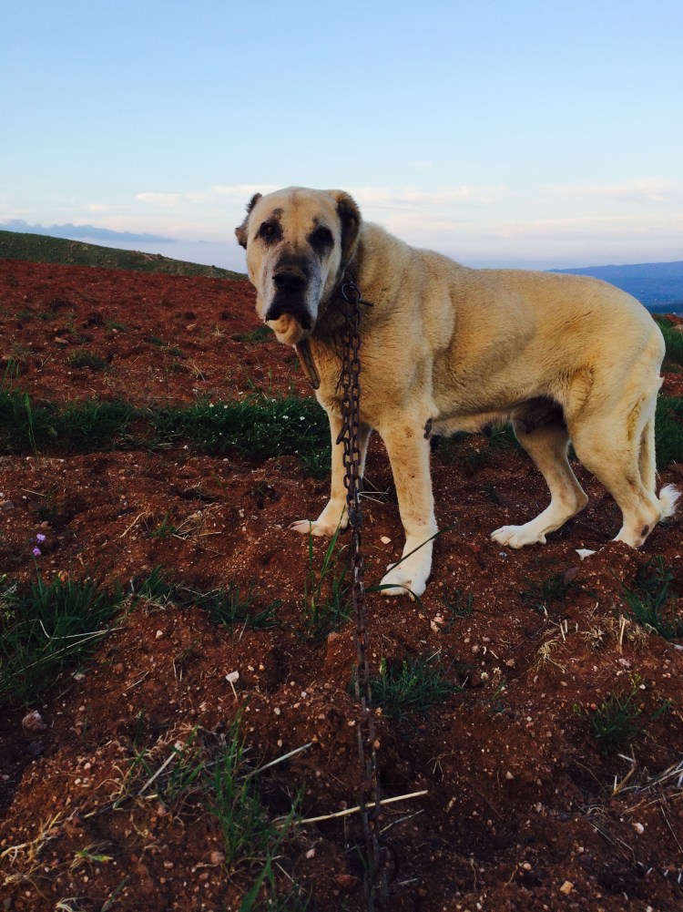 Аксарай Малакли