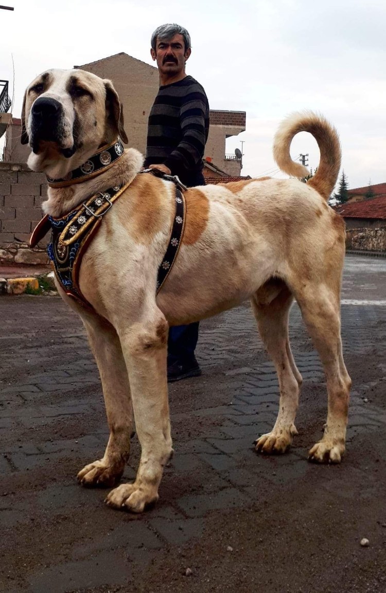 Аксарайский Малакли