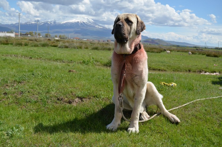 Турецкий Малакли собака