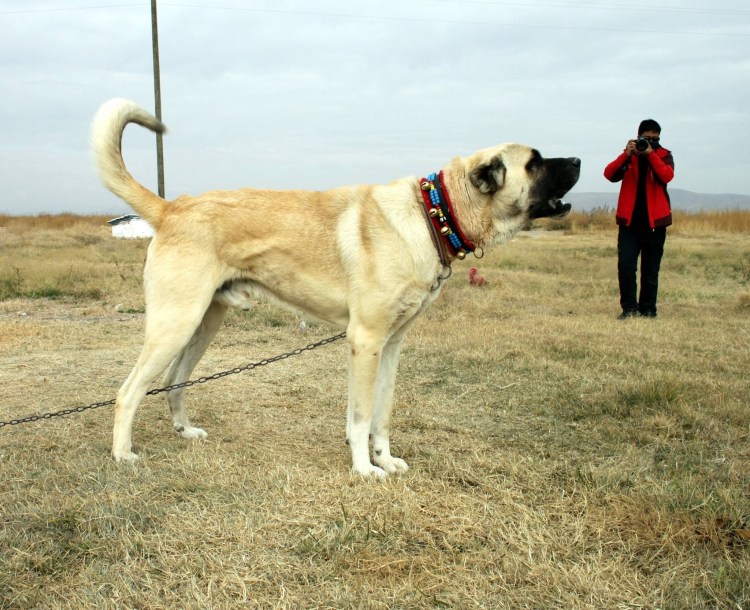 Кангал Malakli