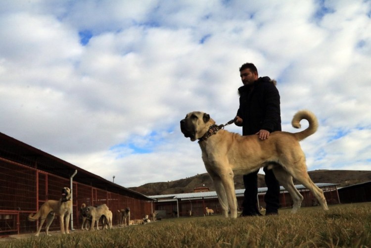 Турецкий волкодав кангал