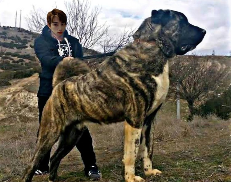 Аксарай Малакли собака