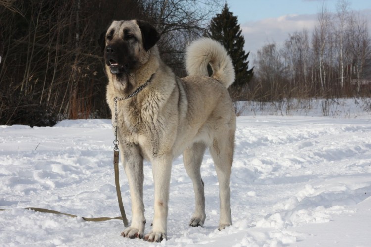 Турецкий собака кангал бой