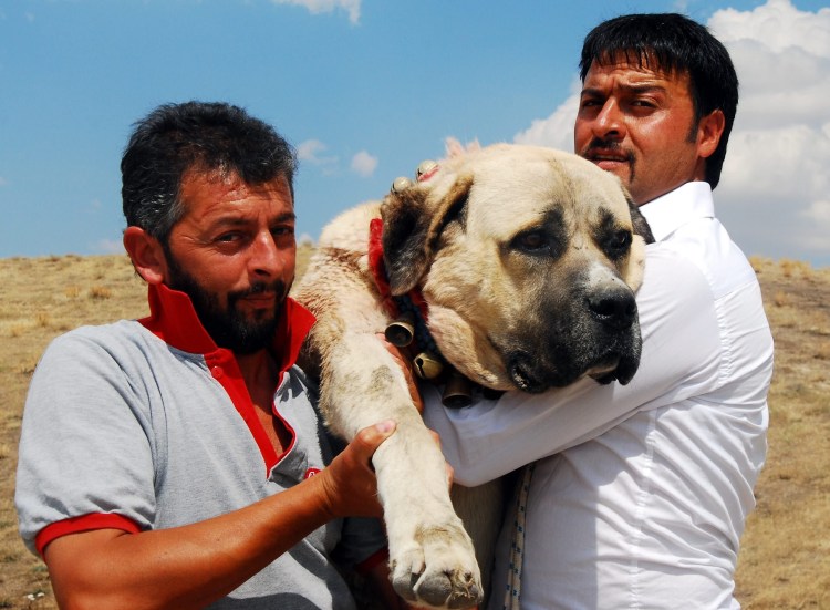 Аксарайский Малакли