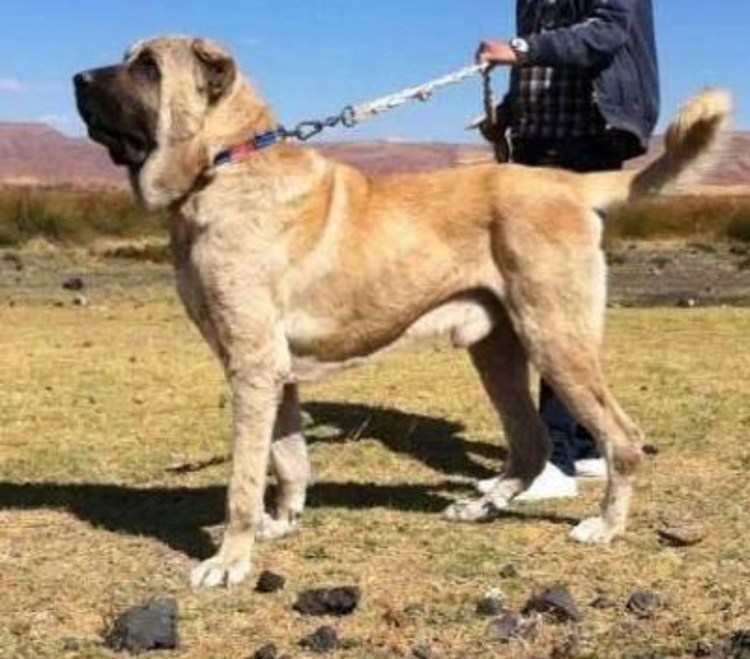 Малакли турецкий мастиф