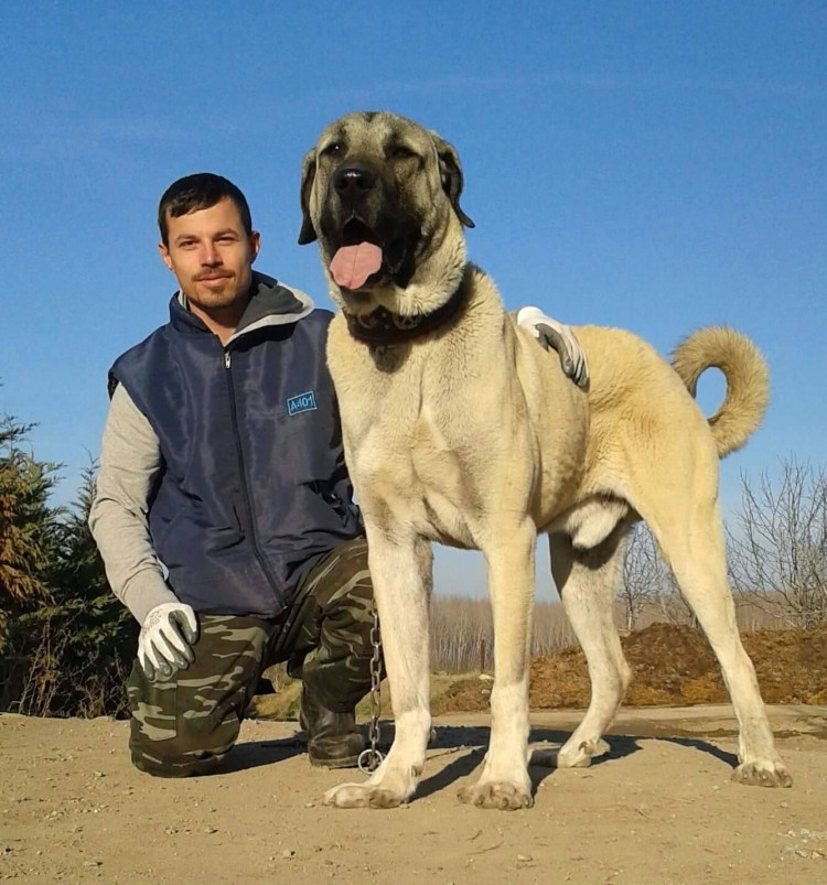 Кангал собака