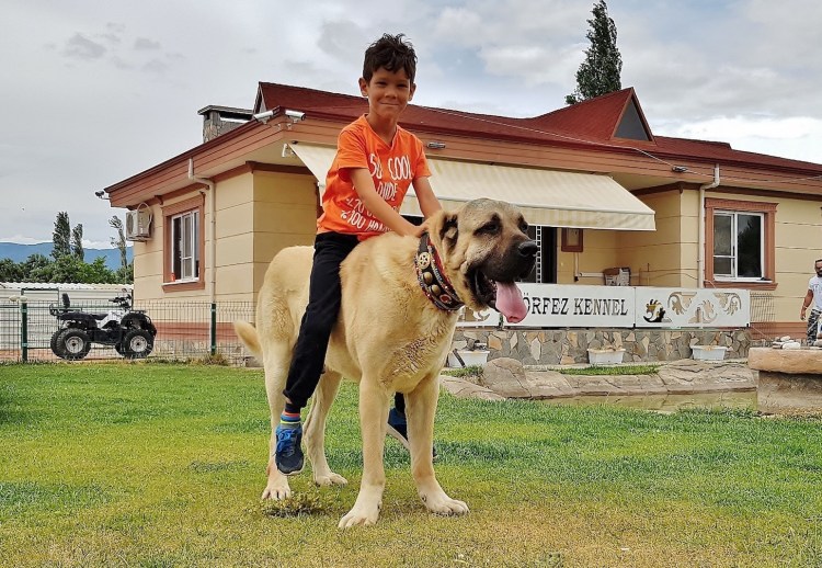 Собака Малаклы