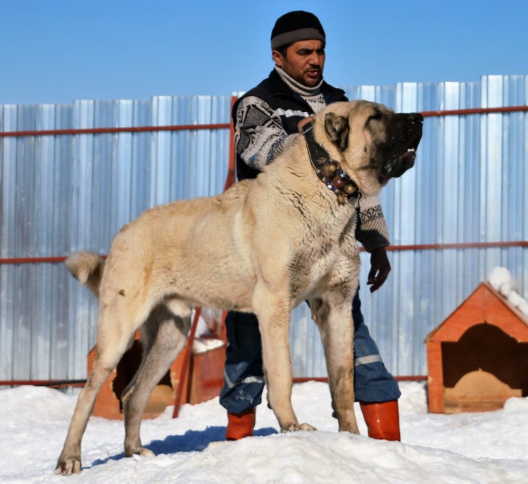 Турецкий кангал и немецкая овчарка