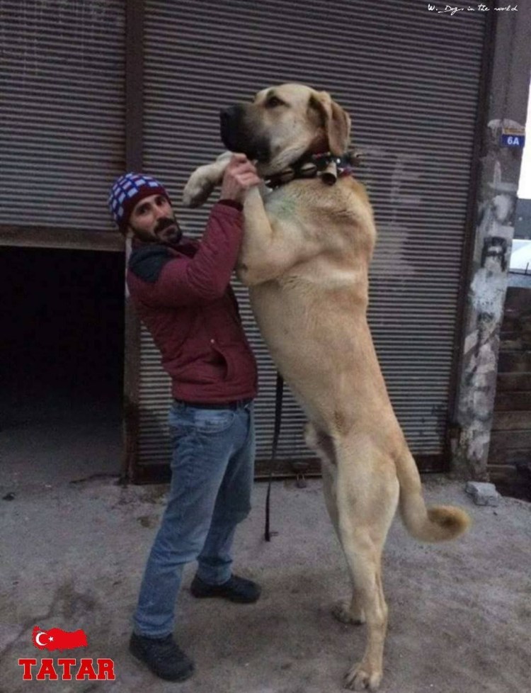 Анатолийская овчарка Карабаш кангал