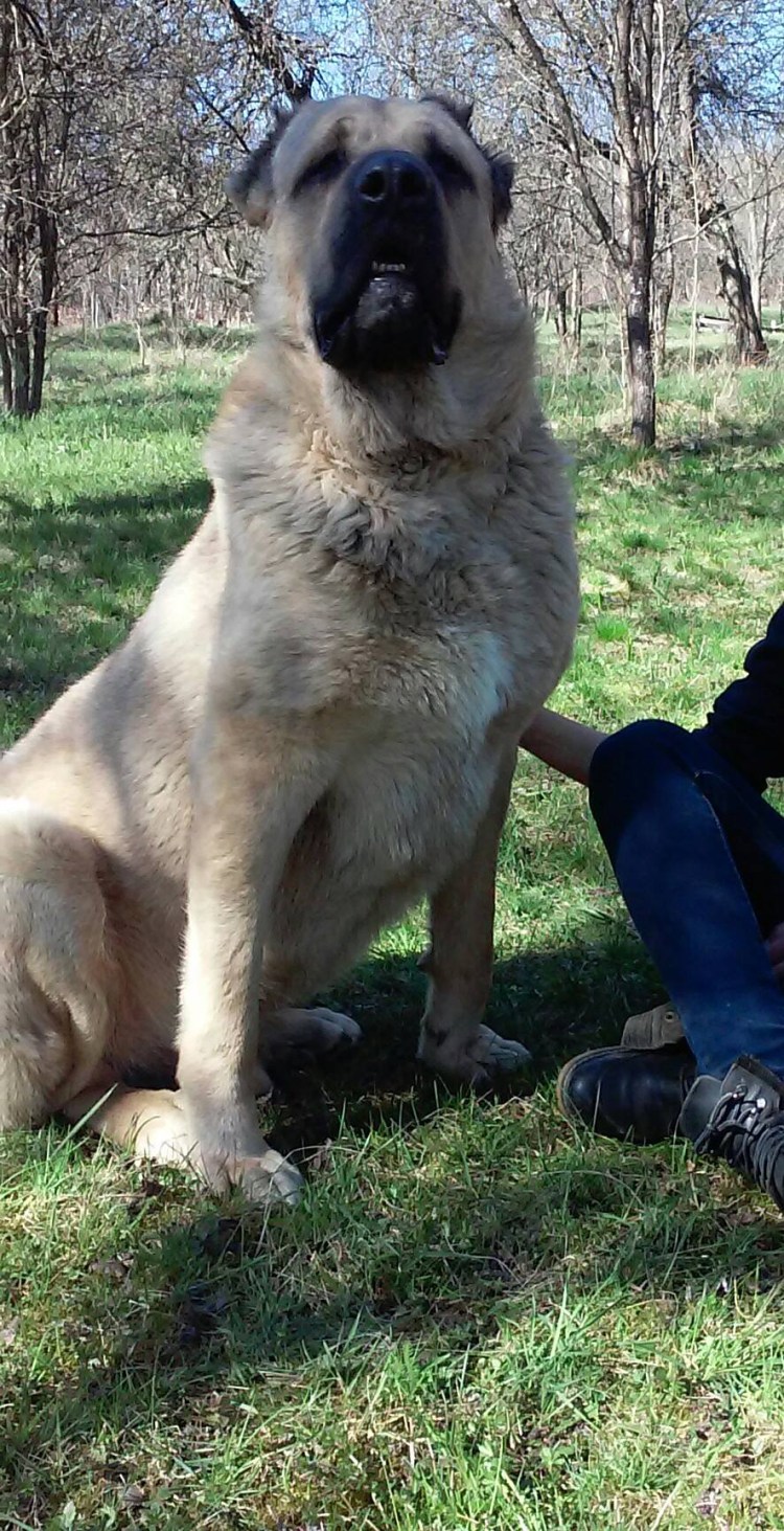 Аксарай памятник собаке