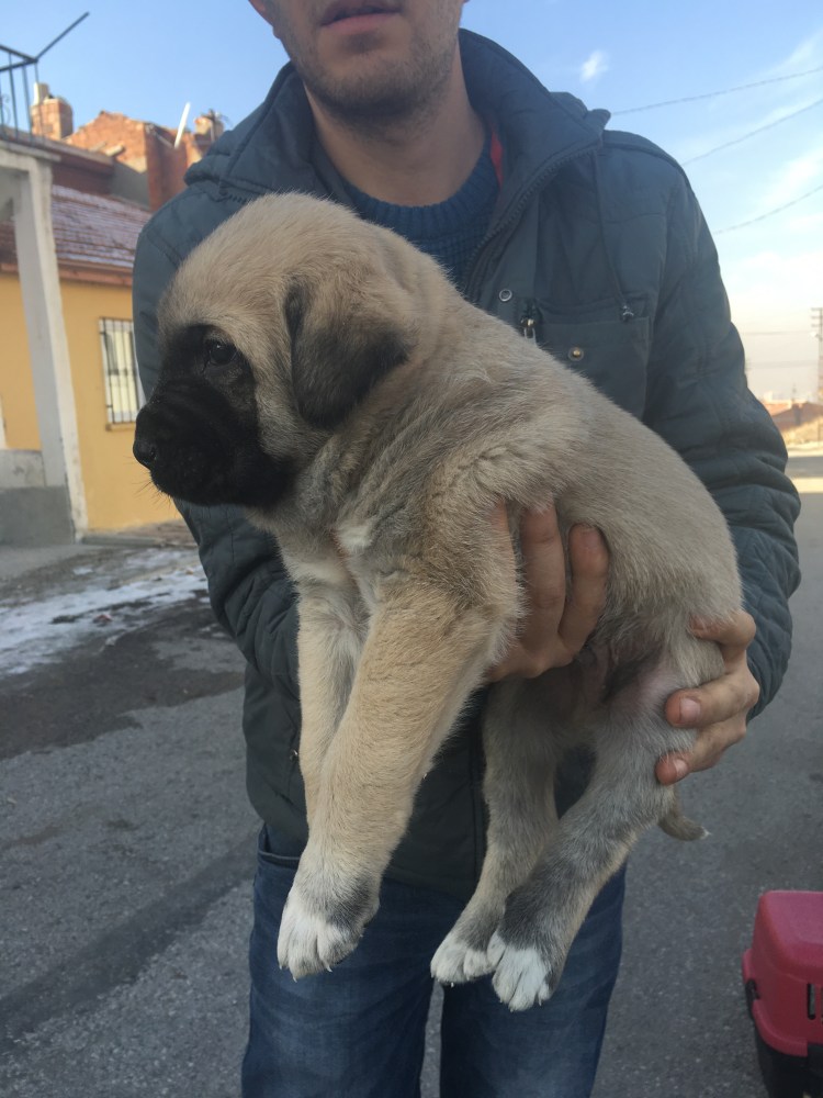 Аксарайский кангал