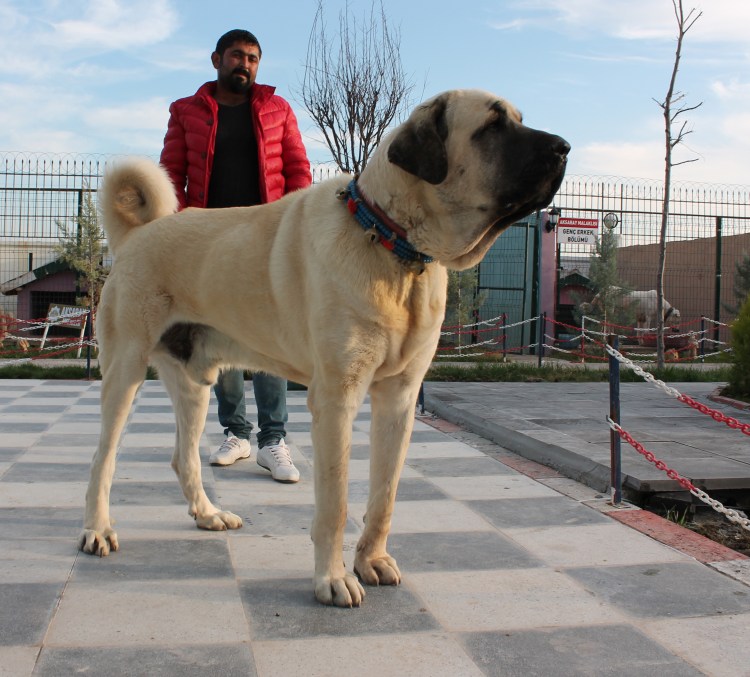 Аксарай Малаклиси