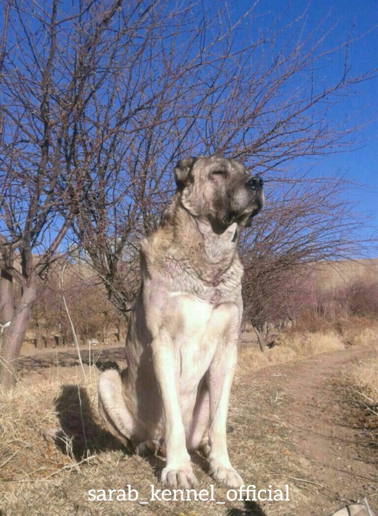 Турецкий кангал и немецкий дог