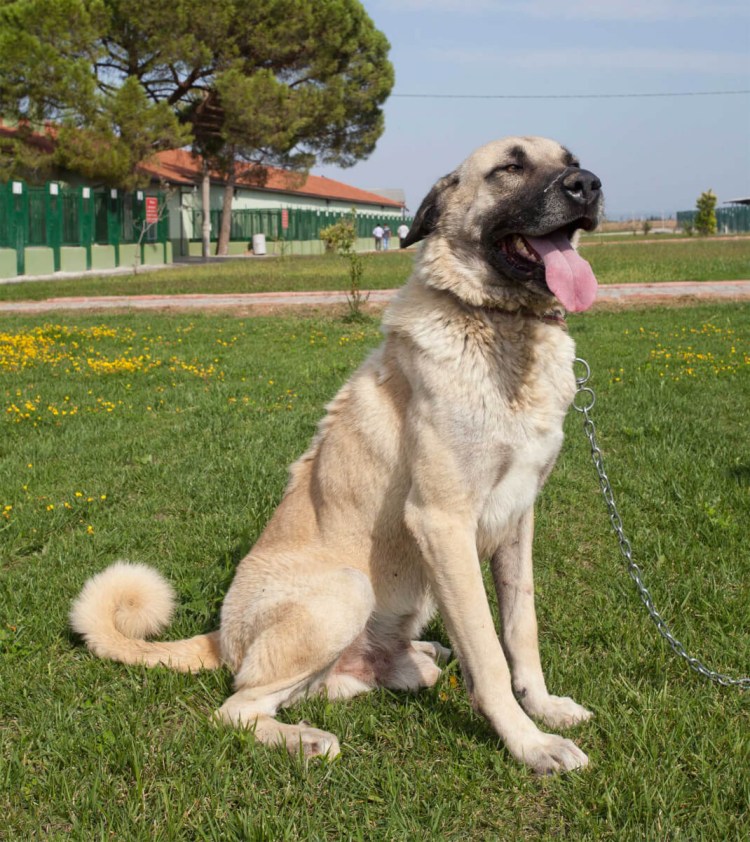 Турецкий алабай кангал