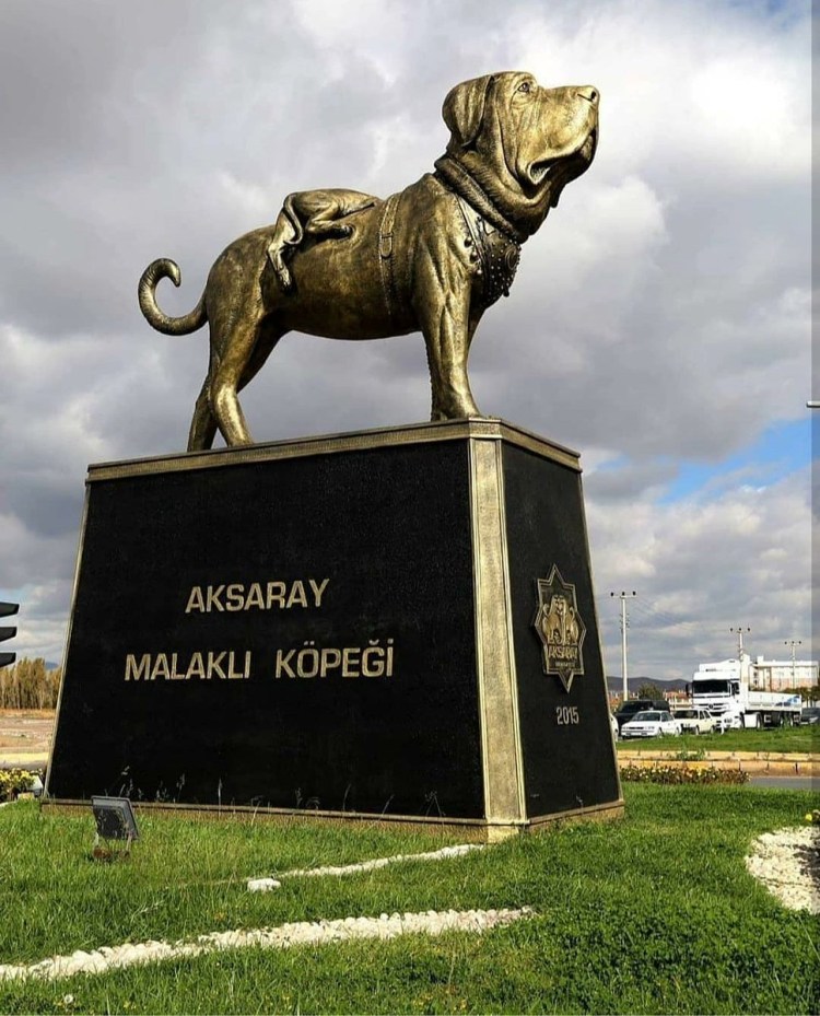 Турецкая овчарка кангал