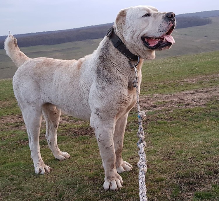 Калган турецкий волкодав