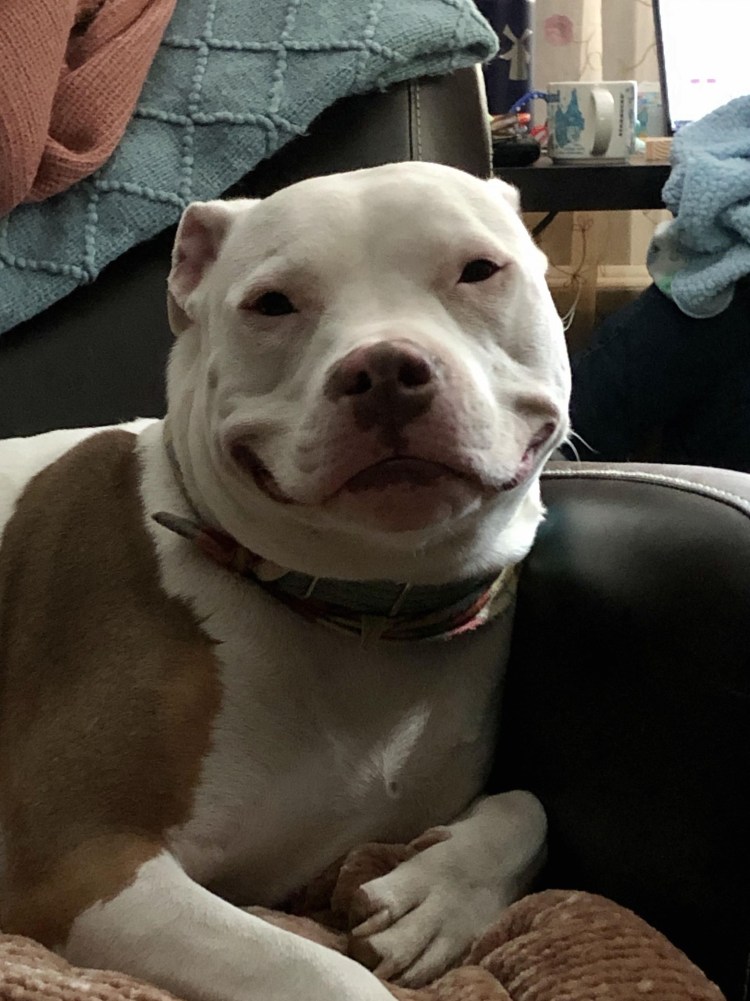 Милые питбули