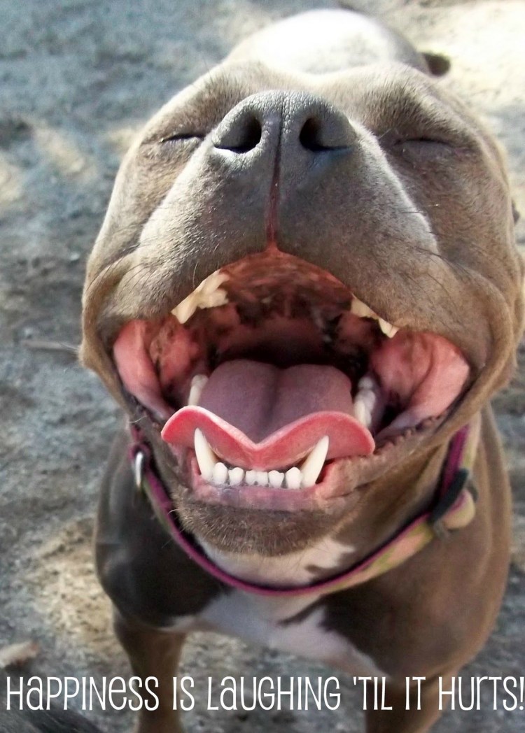 Собака улыбака Стаффорд