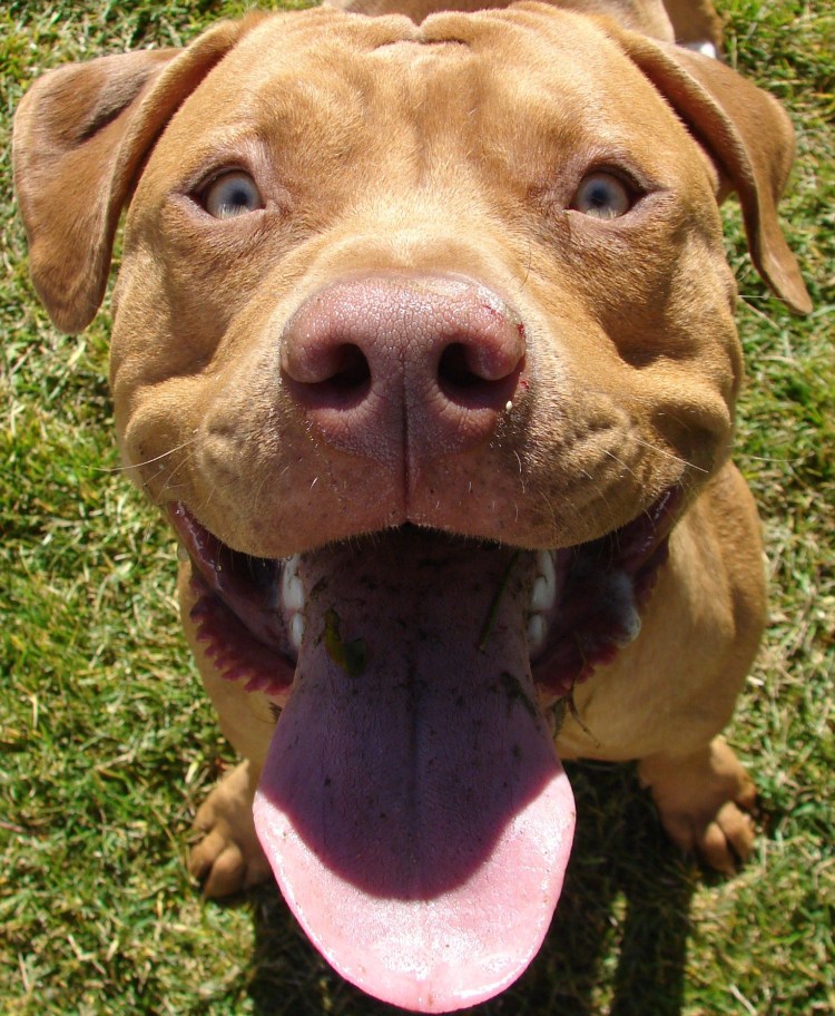 Американский стаффордширский терьер улыбка