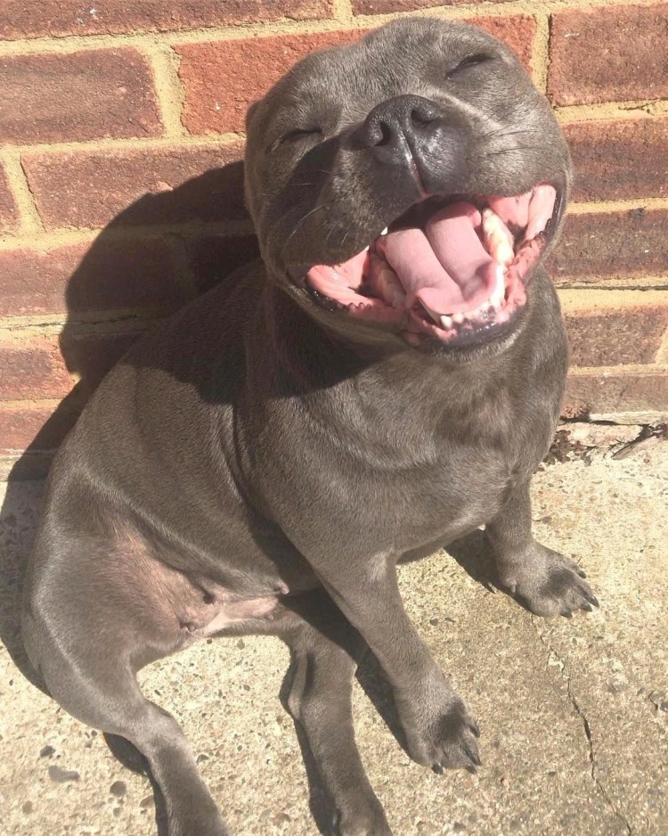 Питбуль накаченный улыбка