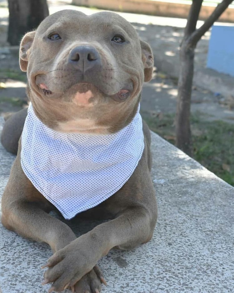 Собака подмигивает