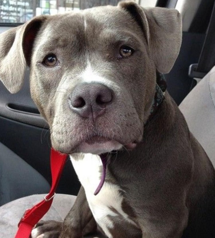 Улыбка питбуля