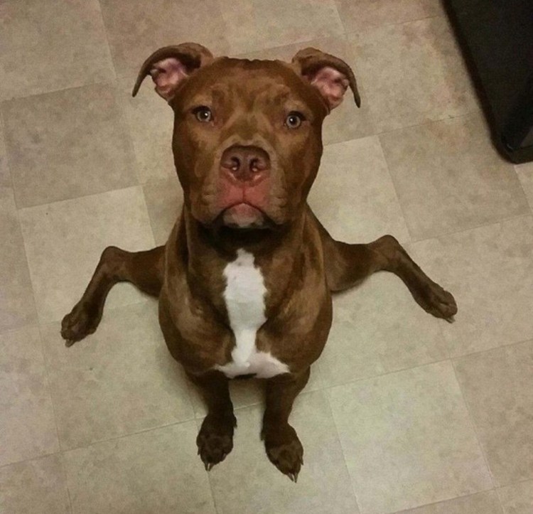 Питбультерьер улыбка