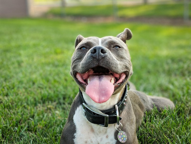 Американский питбультерьер улыбка