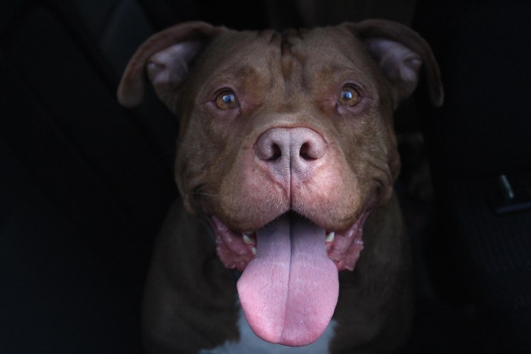 Американский питбультерьер улыбается