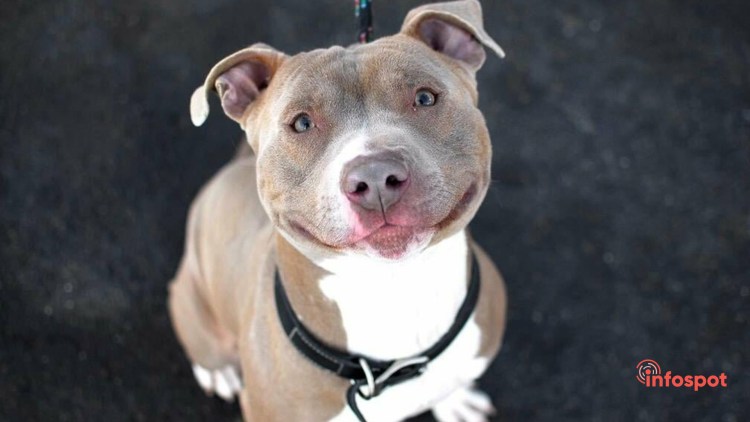 Американский питбультерьер улыбается