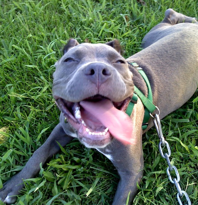 Питбуль фрикаделька