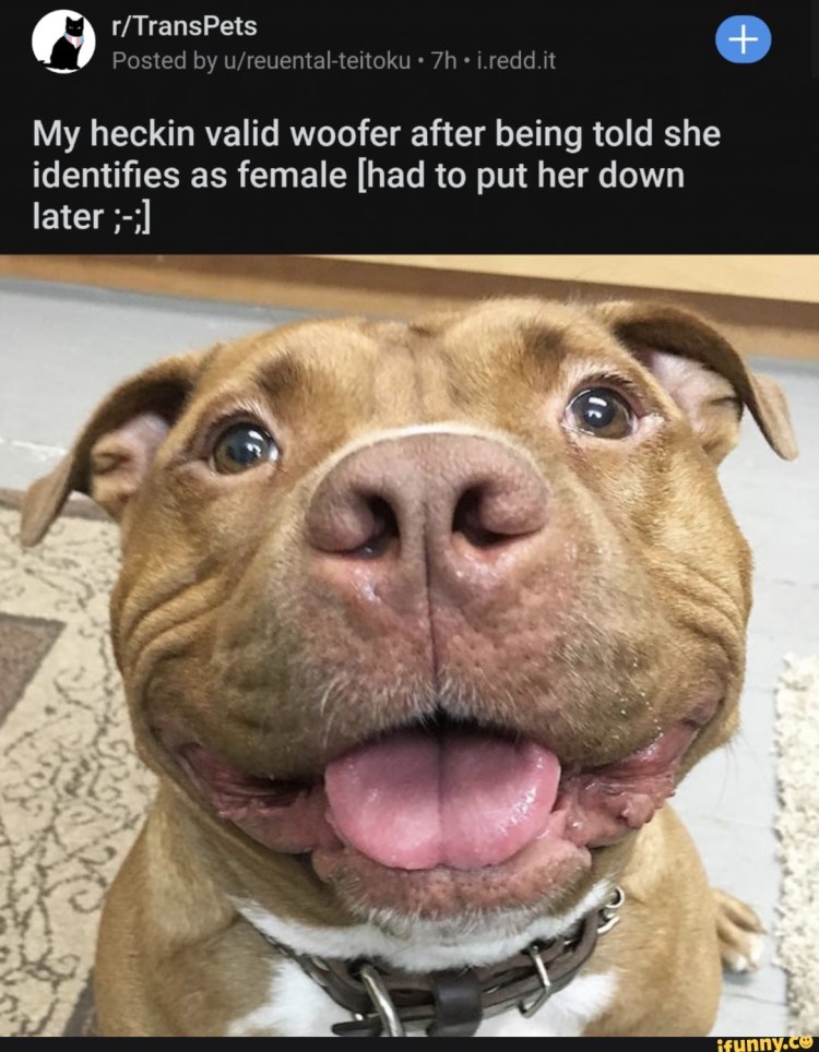 Стаффордширский терьер добрый