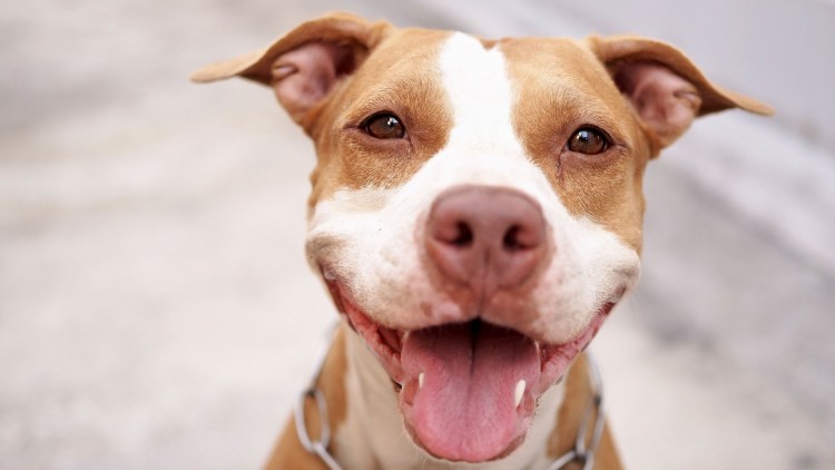 Питбуль морда