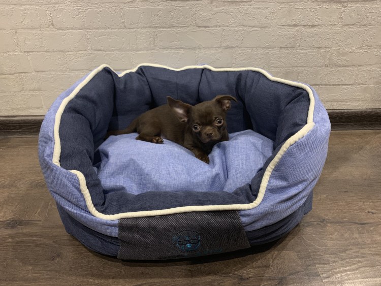 Лежак Догмода Шарм мех-2