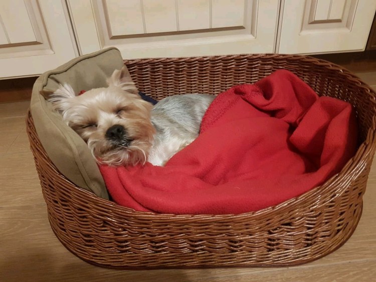 Спальное место для собаки