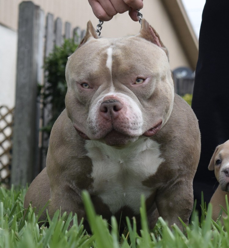 Американский питбультерьер Халк