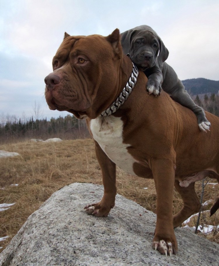 Американский булли хал