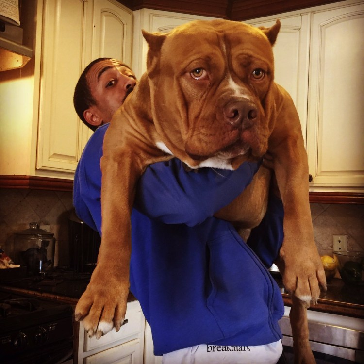 Накаченная собака