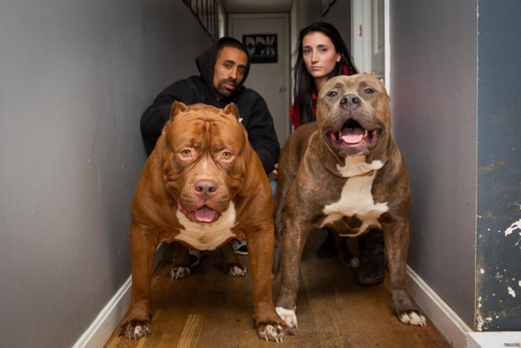 Американский булли фото цена щенки