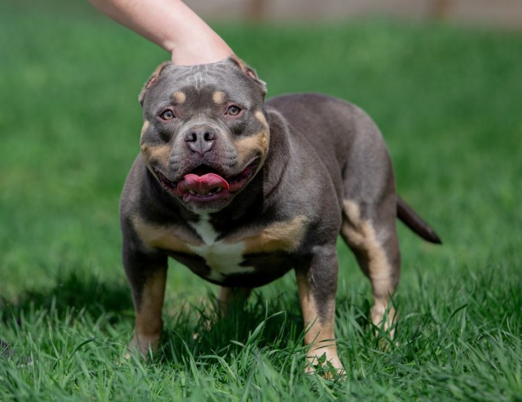 Питбуль Халк злой