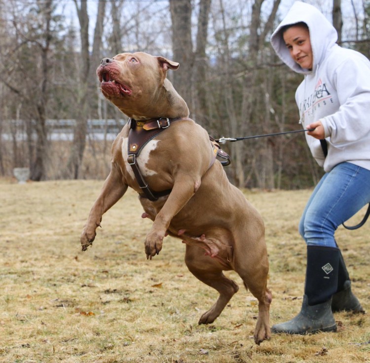 Американский питбультерьер Халк