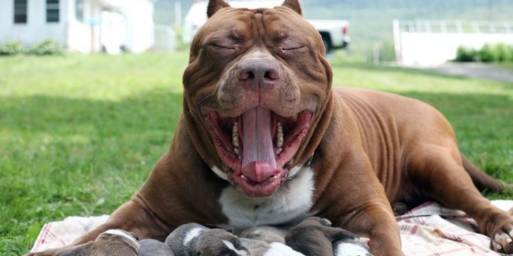 Американский бульдог булли